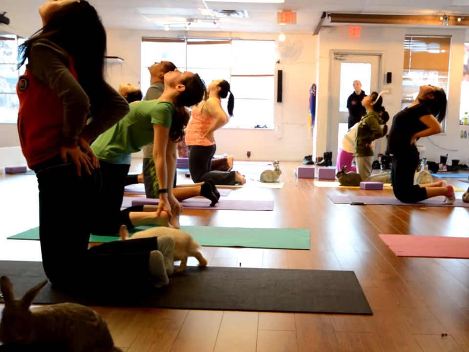 Bunny Yoga