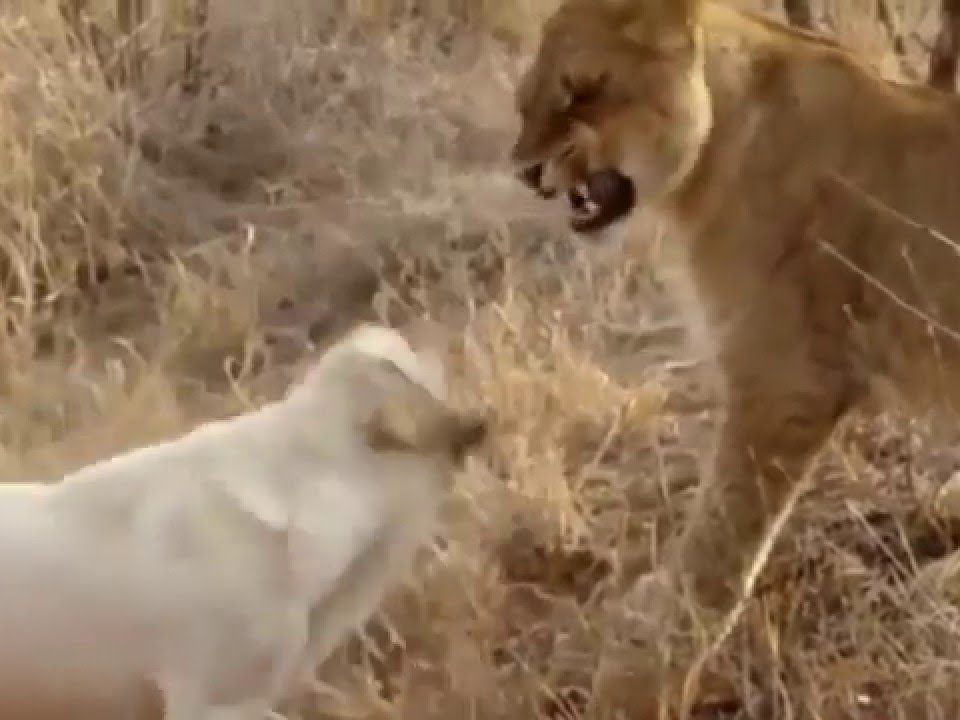 Un perro argentino salvó la vida de dos niñas